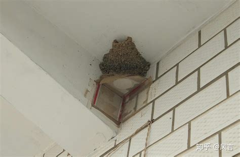 辦公室入口設計 燕子來家築巢